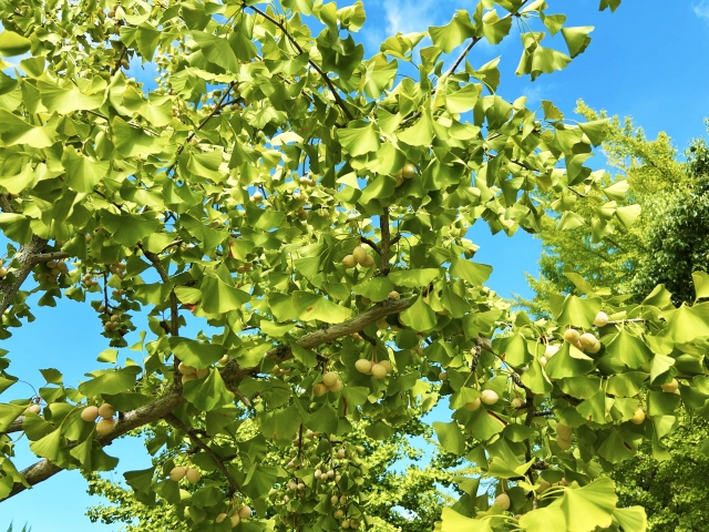 無添加や無農薬、オーガニックとの向き合い方について