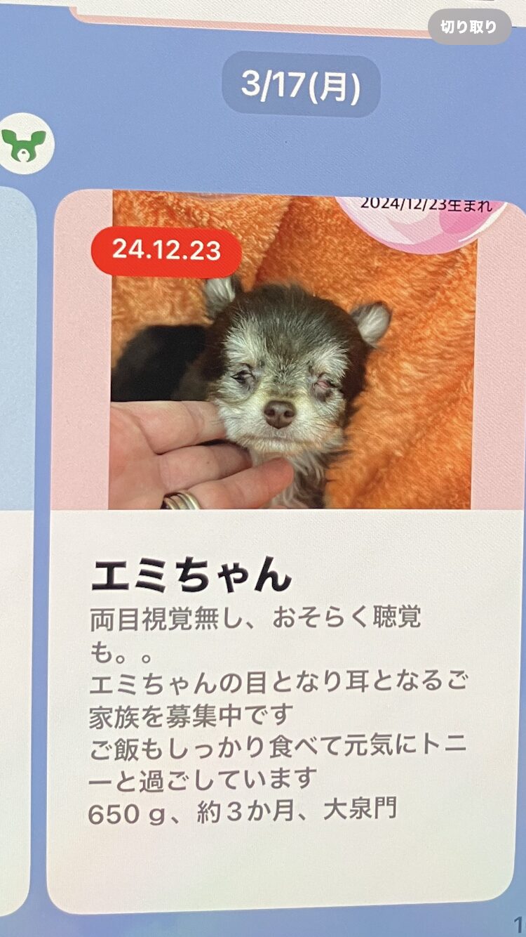 保護犬えみちゃんの知られざる過去