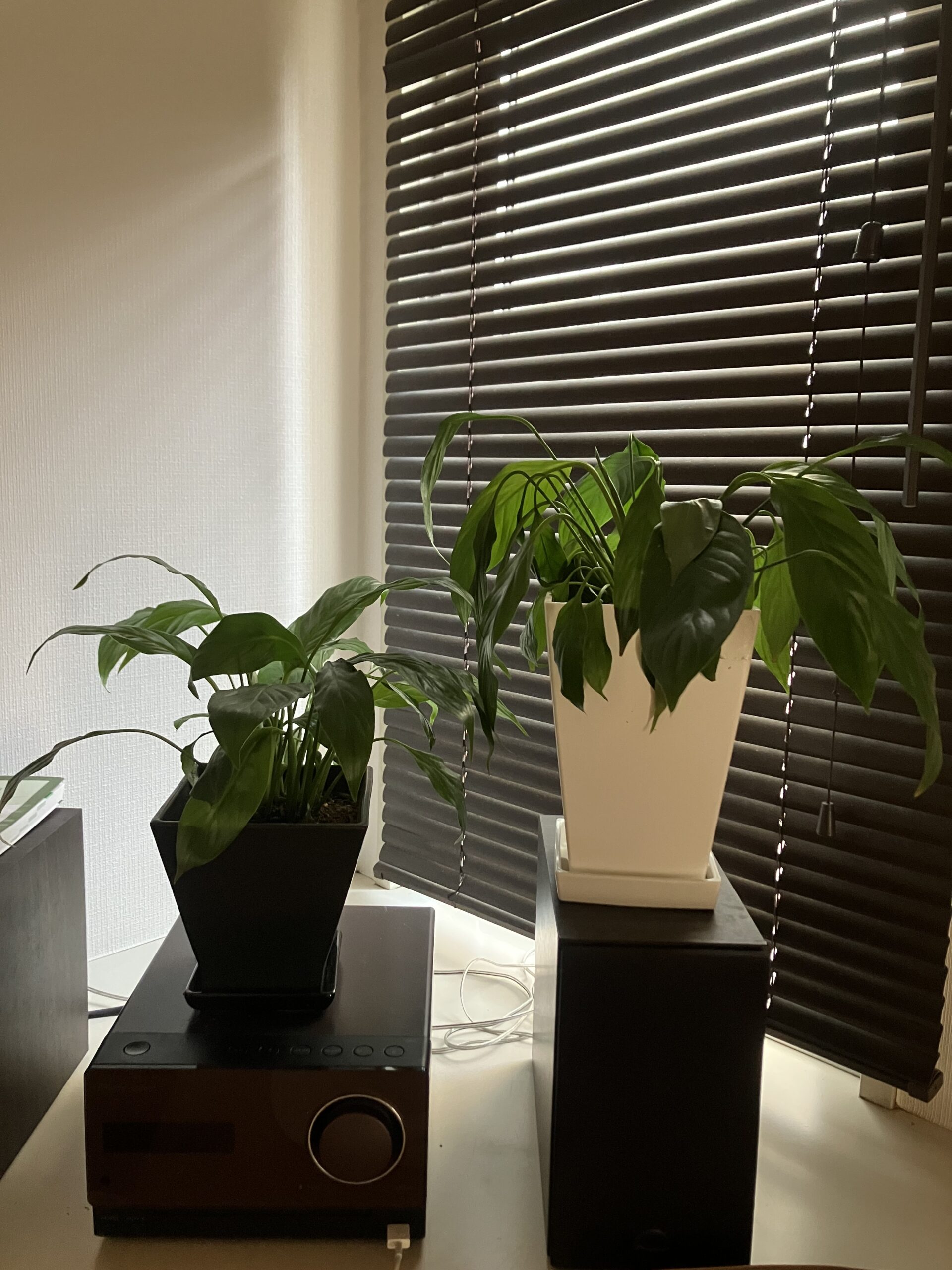 スパティフィラム