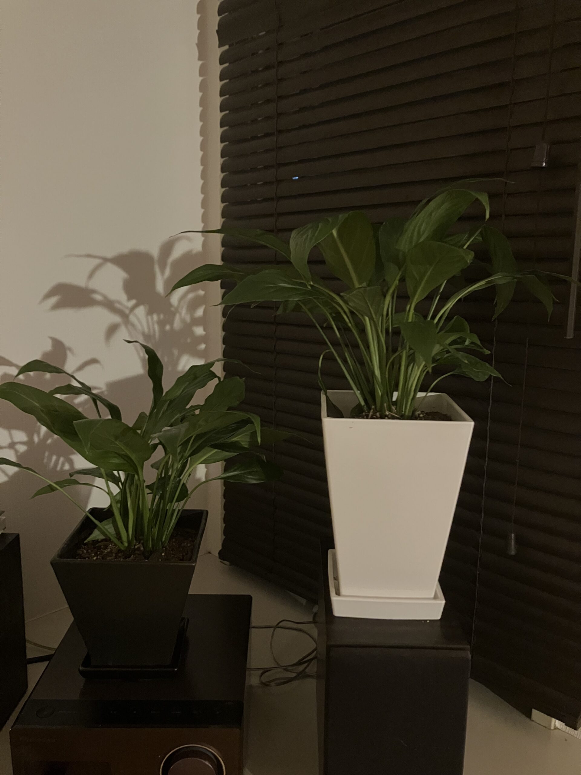 スパティフィラム②