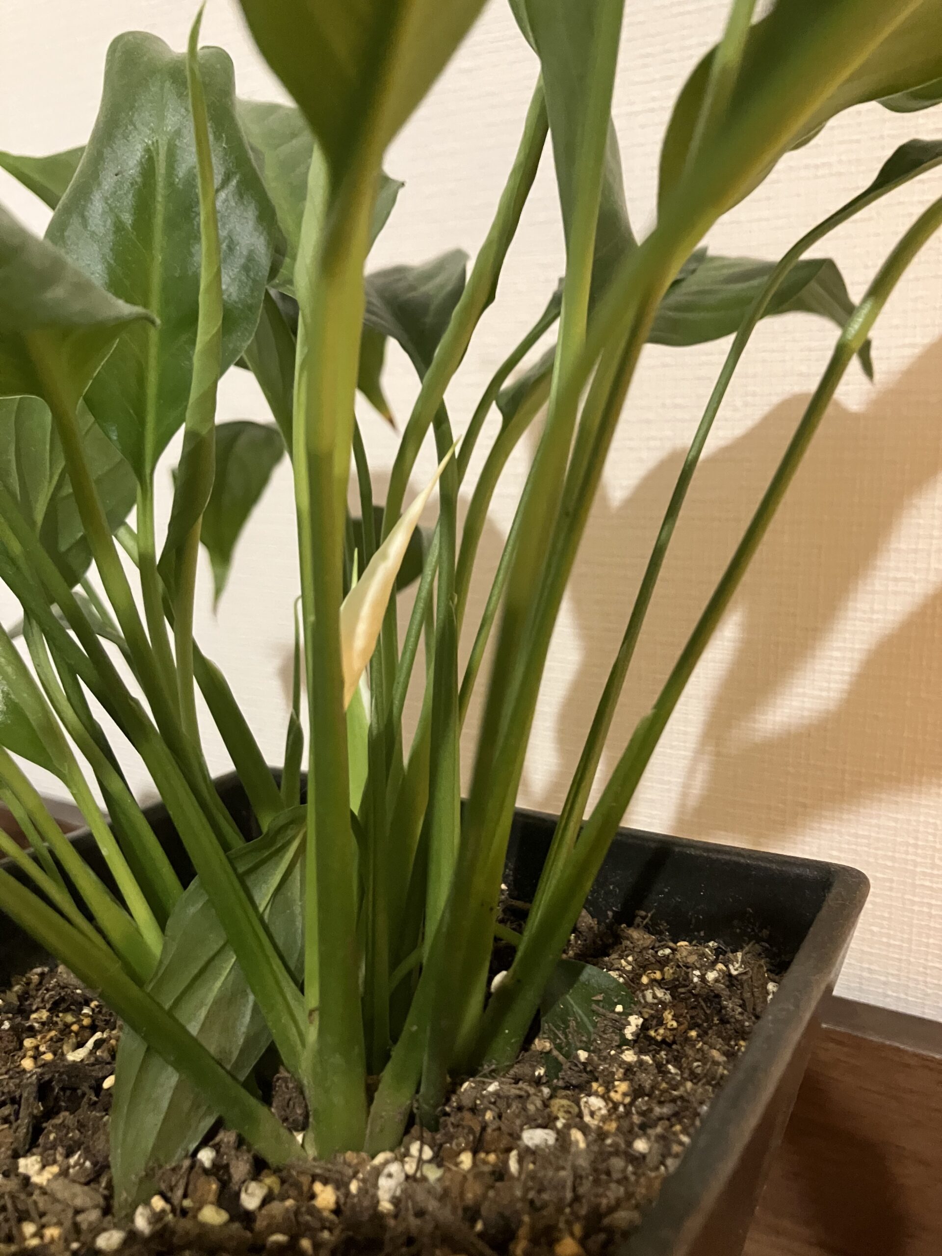 もう9月中旬ですね。